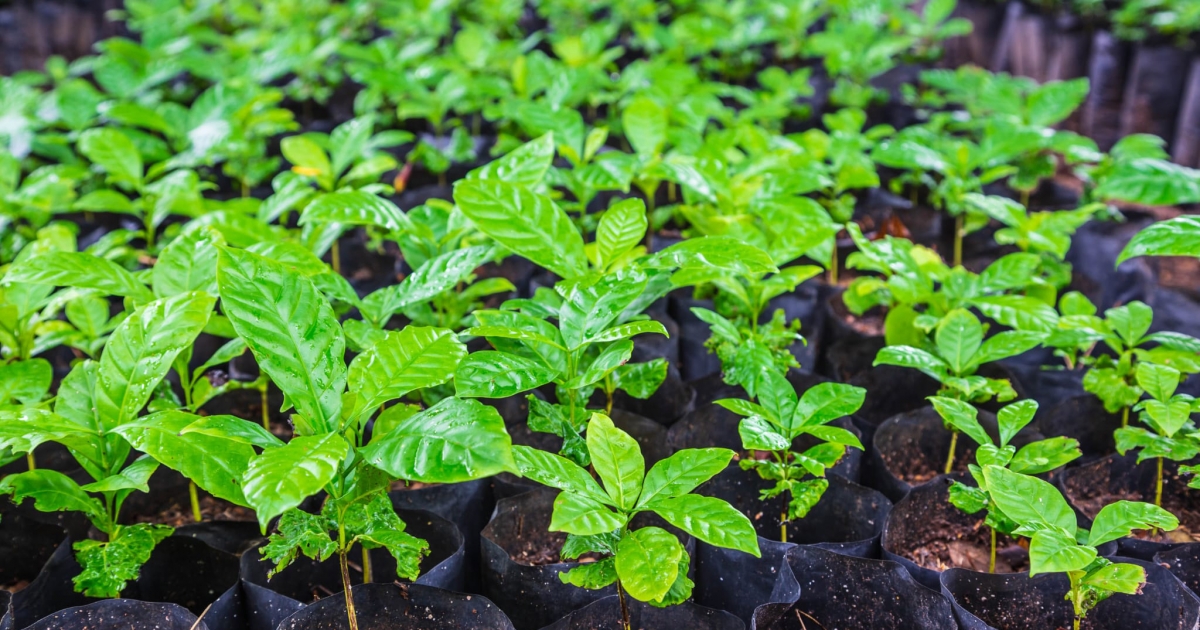 Zölddugványozás: mit jelent, és miért jó a kertünknek?